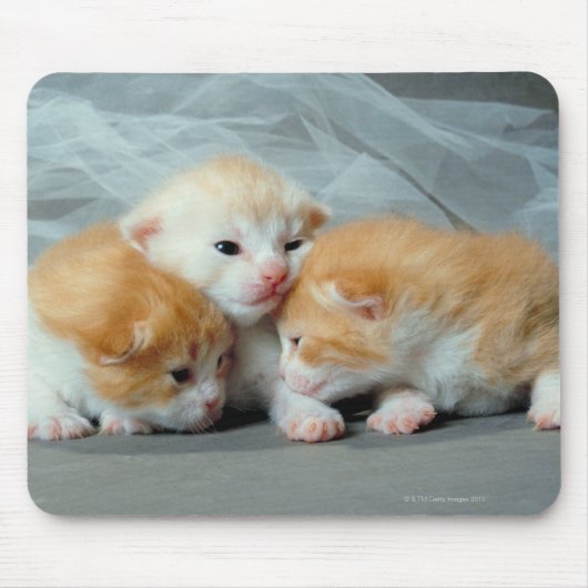 Orange Fur Kittens Mousepad (Vorne)
