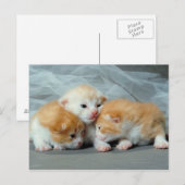 Orange Fur Kittens Postkarte (Vorne/Hinten)