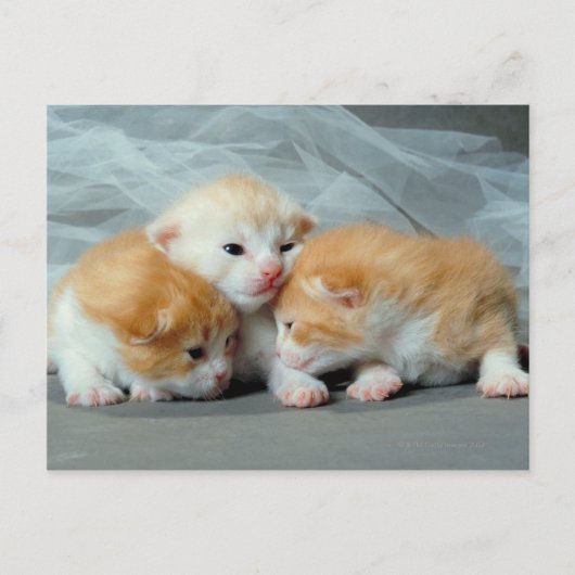 Orange Fur Kittens Postkarte (Vorderseite)