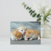 Orange Fur Kittens Postkarte (Stehend Vorderseite)