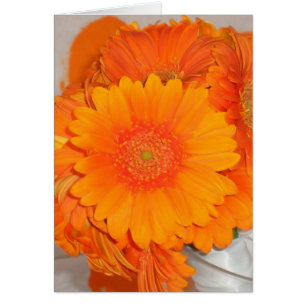 Orange Gänseblümchen