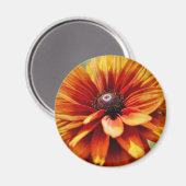 Orange Gänseblümchen-Blume Magnet (Vorderseite/Rückseite)