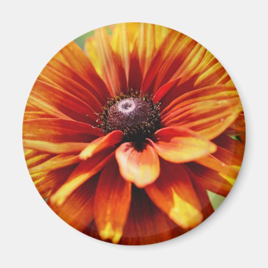 Orange Gänseblümchen-Blume Magnet (Vorne)