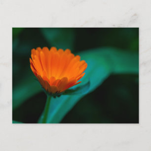 Orange Gänseblümchen-Blumenfotografie Feiertagspostkarte