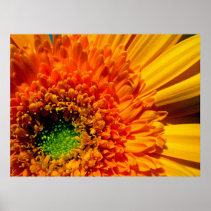 Orange Gänseblümchen-Leinwand-Druck Poster