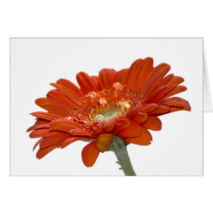 Orange Gänseblümchengerbera-Blume