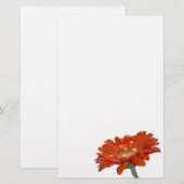 Orange Gänseblümchengerbera-Blume Briefpapier (Vorne/Hinten)