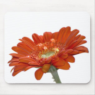 Orange Gänseblümchengerbera-Blume Mousepad