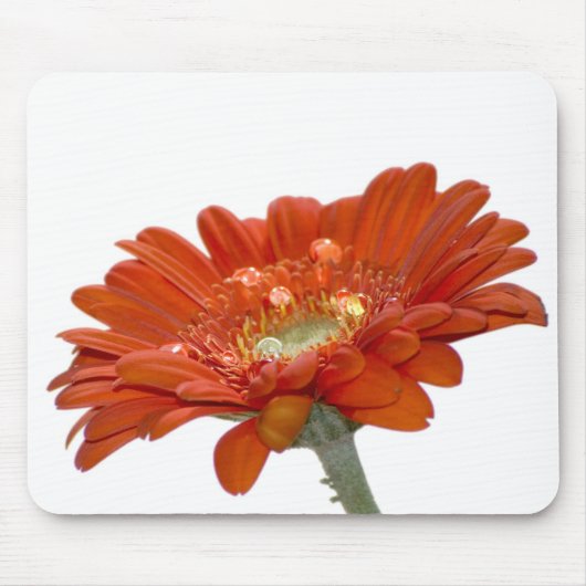 Orange Gänseblümchengerbera-Blume Mousepad (Vorne)