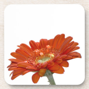 Orange Gänseblümchengerbera-Blume Untersetzer