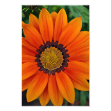 Orange Gazania African Daisies Summer Blume