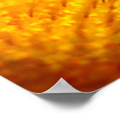 Orange Gazania African Daisies Summer Blume Poster (Ecke)