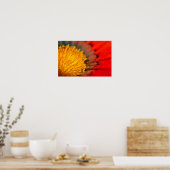 Orange Gazania African Daisies Summer Blume Poster (Küche)