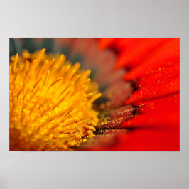 Orange Gazania African Daisies Summer Blume Poster
