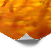 Orange Gazania African Daisies Summer Blume Poster (Ecke)