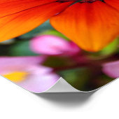 Orange Gazania African Daisies Summer Blume Poster (Ecke)