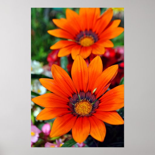 Orange Gazania African Daisies Summer Blume Poster (Vorne)
