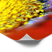 Orange Gazania African Daisies Summer Blume Poster (Ecke)