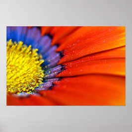 Orange Gazania African Daisies Summer Blume Poster