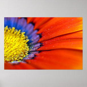 Orange Gazania African Daisies Summer Blume Poster