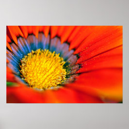 Orange Gazania African Daisies Summer Blume Poster