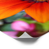 Orange Gazania African Daisies Summer Blume Poster (Ecke)