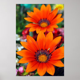 Orange Gazania African Daisies Summer Blume Poster