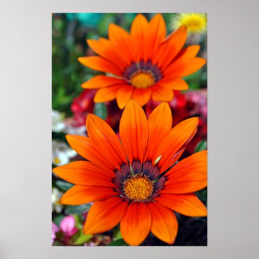 Orange Gazania African Daisies Summer Blume Poster (Vorne)