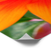 Orange Gazania African Daisies Summer Blume Poster (Ecke)