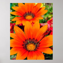 Orange Gazania African Daisies Summer Blume Poster