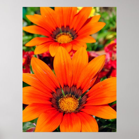 Orange Gazania African Daisies Summer Blume Poster (Vorne)