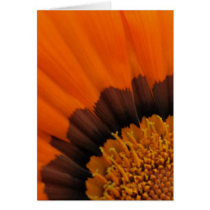 Orange Gazania Card
