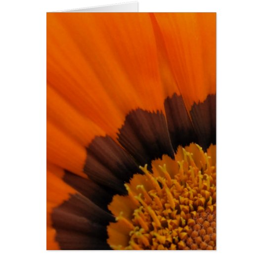 Orange Gazania Card (Vorne)