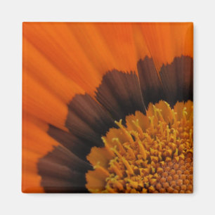 Orange Gazania Magnet
