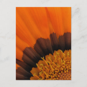 Orange Gazania Postcard Postkarte