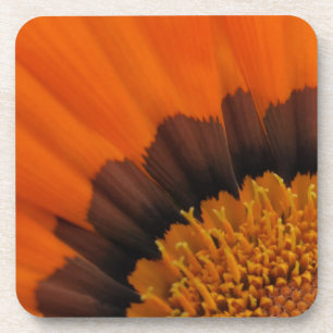 Orange Gazania Untersetzer
