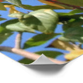 Orange Geiger Tree Poster (Ecke)