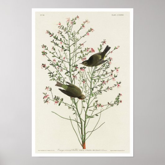 Orange-gekrönter Warbler von Audubon Poster (Vorne)