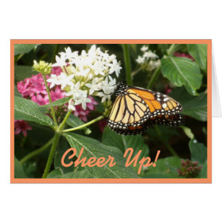 Orange Gelb-Schmetterlings-Rosa-Weiß-Blumen