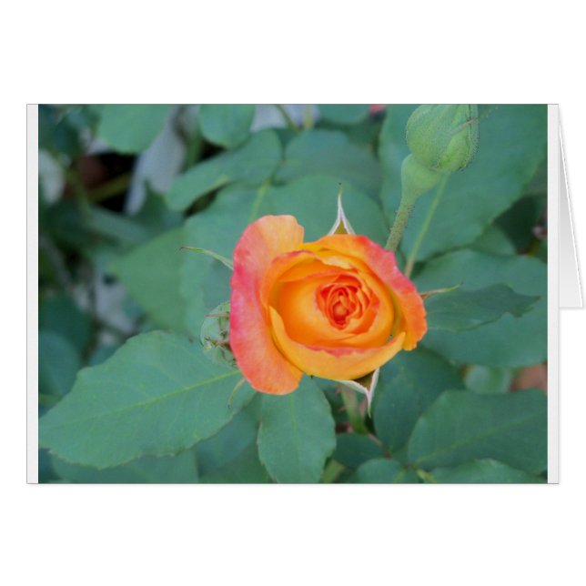 orange-gelbe Blume (Vorderseite (Horizontal))