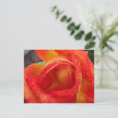 Orange & Gelbe Rose Postkarte (Stehend Vorderseite)