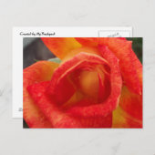Orange & Gelbe Rose Postkarte (Vorne/Hinten)
