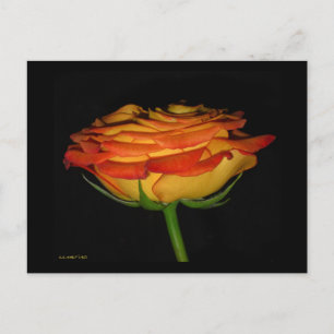 Orange/Gelbe Rose Postkarte