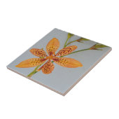 Orange gepunktet Iris genannt eine BlackBerry-Lili Fliese (Seite)