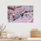 Orange Gepunktet Shrimp Goby II Poster (Küche)