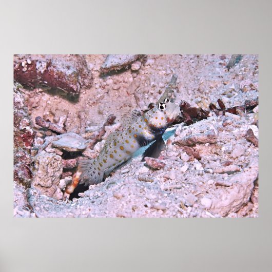 Orange Gepunktet Shrimp Goby II Poster (Vorne)