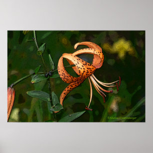 "ORANGE GEPUNKTET TIGER LILY (FOTOG) POSTER