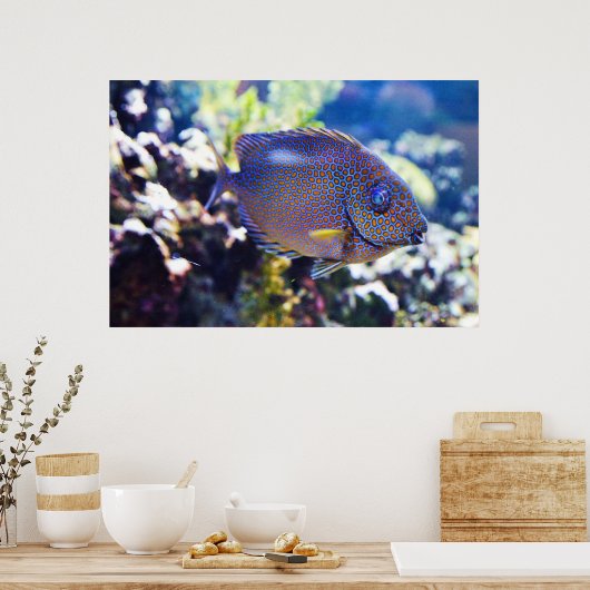 Orange Gepunktete Kaninchenfische Poster (Küche)
