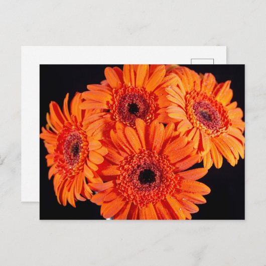 Orange Gerber Daisies Ankündigungspostkarte (Vorne/Hinten)