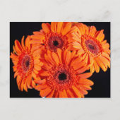 Orange Gerber Daisies Ankündigungspostkarte (Vorderseite)